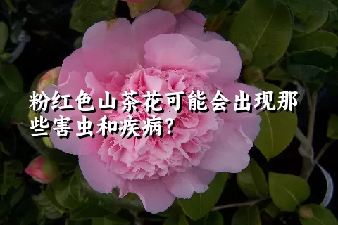 粉红色山茶花可能会出现那些害虫和疾病？