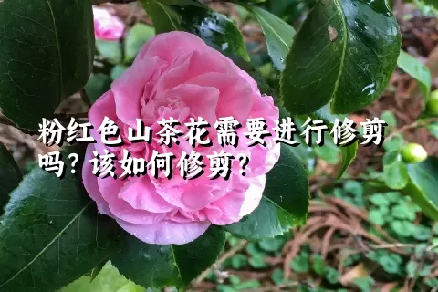 粉红色山茶花需要进行修剪吗？该如何修剪？