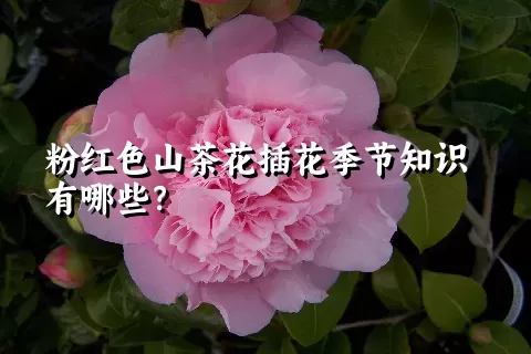 粉红色山茶花插花季节知识有哪些？