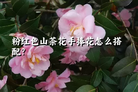 粉红色山茶花手捧花怎么搭配？