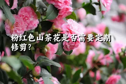 粉红色山茶花是否需要定期修剪？