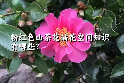 粉红色山茶花插花空间知识有哪些？