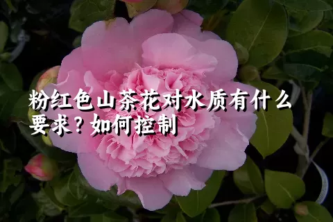 粉红色山茶花对水质有什么要求？如何控制