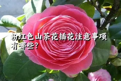 粉红色山茶花插花注意事项有哪些？