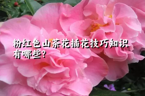 粉红色山茶花插花技巧知识有哪些？