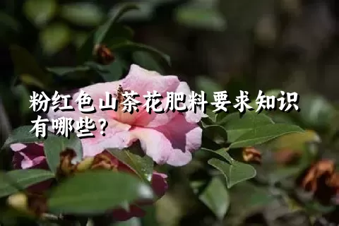 粉红色山茶花肥料要求知识有哪些？