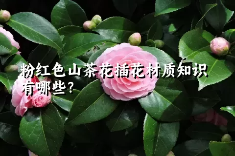 粉红色山茶花插花材质知识有哪些？