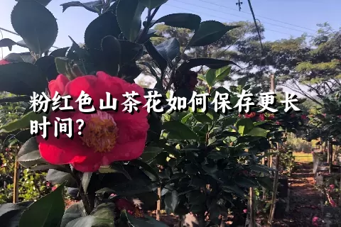 粉红色山茶花如何保存更长时间？