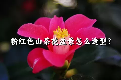 粉红色山茶花盆景怎么造型？