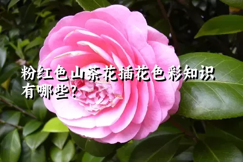 粉红色山茶花插花色彩知识有哪些？