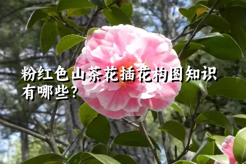 粉红色山茶花插花构图知识有哪些？