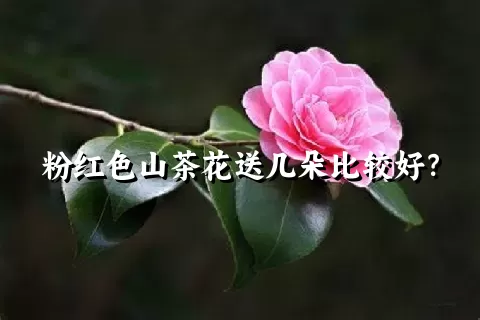 粉红色山茶花送几朵比较好？