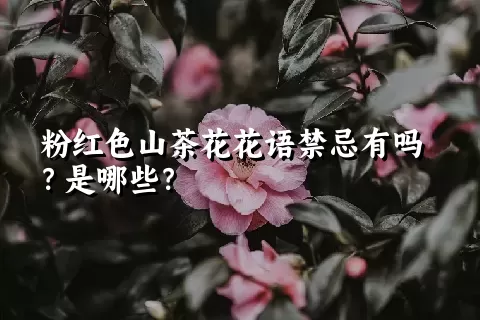 粉红色山茶花花语禁忌有吗？是哪些？