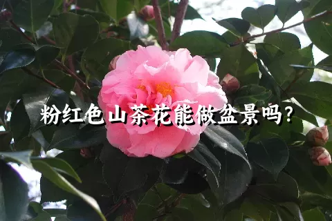 粉红色山茶花能做盆景吗？