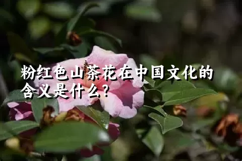 粉红色山茶花在中国文化的含义是什么？