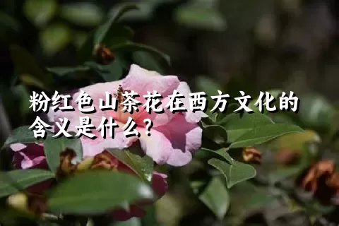 粉红色山茶花在西方文化的含义是什么？