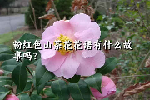 粉红色山茶花花语有什么故事吗？