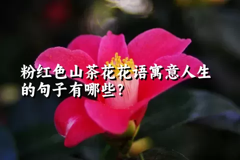 粉红色山茶花花语寓意人生的句子有哪些？