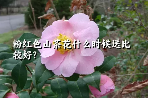 粉红色山茶花什么时候送比较好？