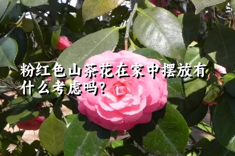 粉红色山茶花在家中摆放有什么考虑吗？