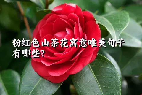 粉红色山茶花寓意唯美句子有哪些？