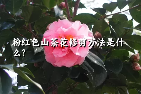 粉红色山茶花修剪方法是什么？