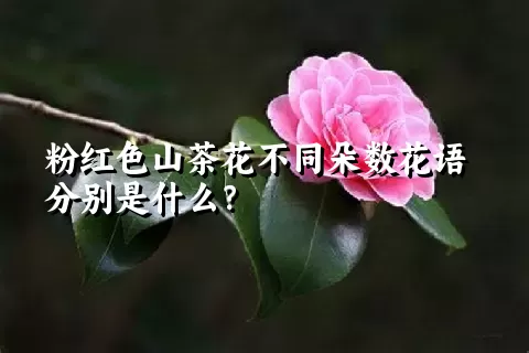 粉红色山茶花不同朵数花语分别是什么？