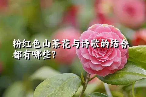 粉红色山茶花与诗歌的结合都有哪些？