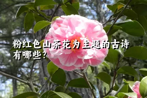 粉红色山茶花为主题的古诗有哪些？