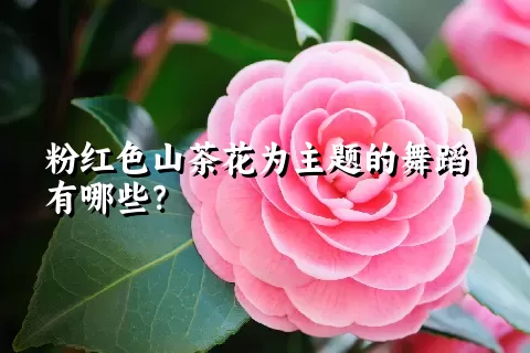 粉红色山茶花为主题的舞蹈有哪些？