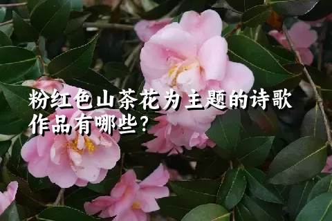 粉红色山茶花为主题的诗歌作品有哪些？