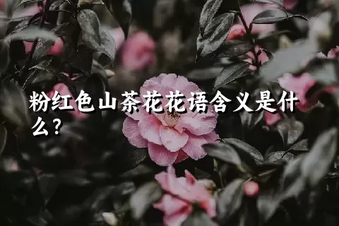 粉红色山茶花花语含义是什么？