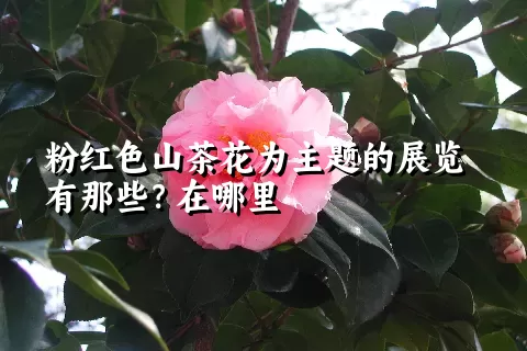 粉红色山茶花为主题的展览有那些？在哪里