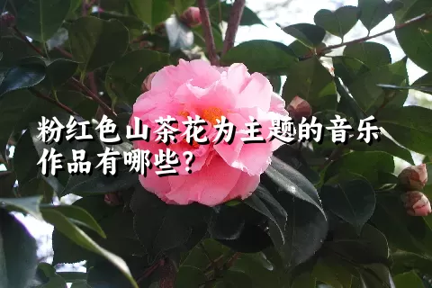 粉红色山茶花为主题的音乐作品有哪些？