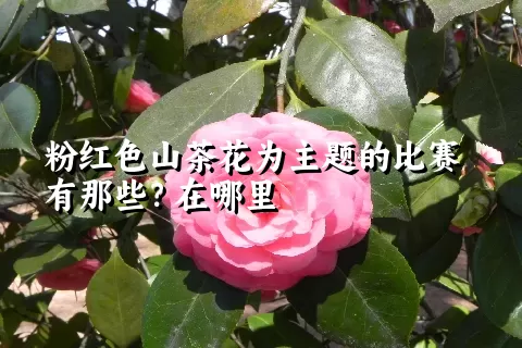 粉红色山茶花为主题的比赛有那些？在哪里