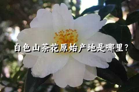 白色山茶花原始产地是哪里？