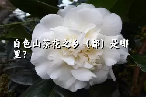 白色山茶花之乡（都）是哪里？