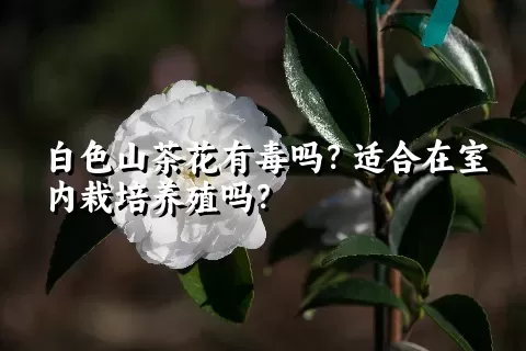 白色山茶花有毒吗？适合在室内栽培养殖吗？