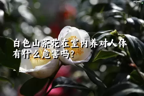 白色山茶花在室内养对人体有什么危害吗？