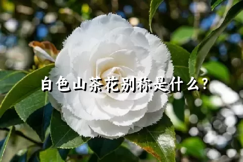 白色山茶花别称是什么？