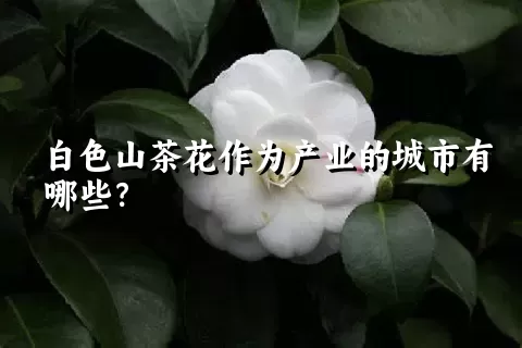 白色山茶花作为产业的城市有哪些？