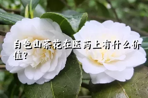 白色山茶花在医药上有什么价值？