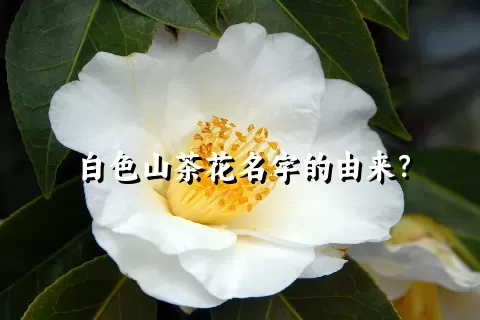 白色山茶花名字的由来？