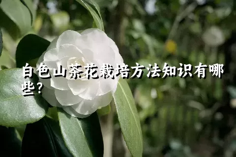 白色山茶花栽培方法知识有哪些？