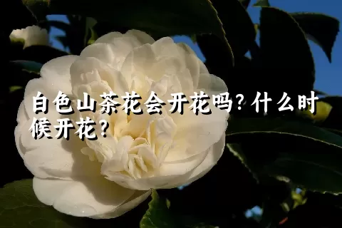 白色山茶花会开花吗？什么时候开花？