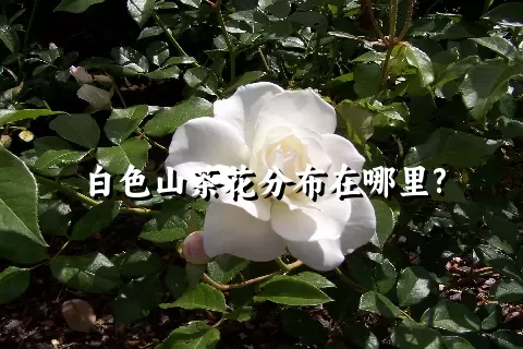 白色山茶花分布在哪里?