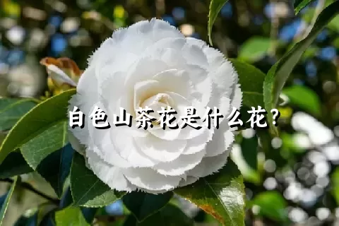 白色山茶花是什么花？