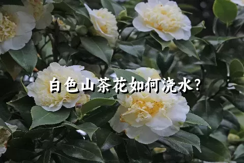 白色山茶花如何浇水？