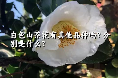 白色山茶花有其他品种吗？分别是什么？