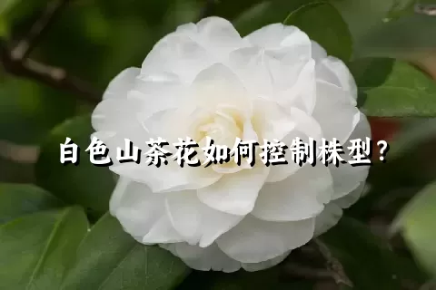 白色山茶花如何控制株型？